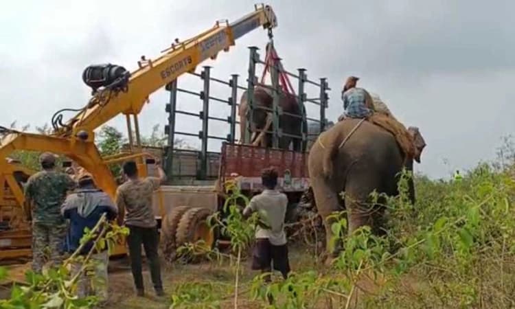 ಆಪರೇಷನ್‌ ಗಜ ಯಶಸ್ವಿ; ಒಂಟಿ ಸಲಗ ಸೆರೆ