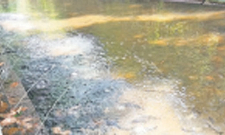 ತೊಡಿಕಾನ: ಮೀನಿನ ಗುಂಡಿಗೆ ನೀರಿನ ವ್ಯವಸ್ಥೆ