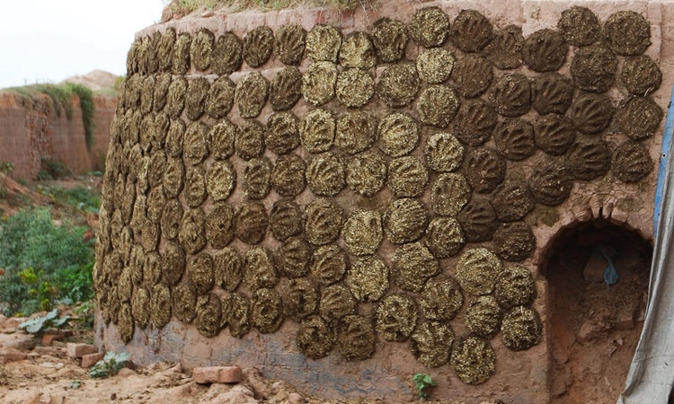 ಶಿಲೀಂಧ್ರ ಸಾಂಕ್ರಾಮಿಕಕ್ಕೆ ಸಗಣಿ ಸುಡುವುದೇ ಕಾರಣ?