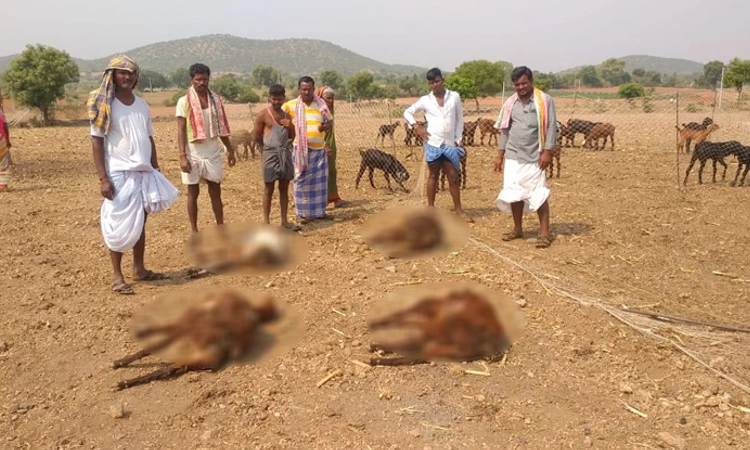 14 ಕುರಿಗಳ ಸಾವು : ಕರುಳು ಬೇನೆಯಿಂದ ಸಾವನ್ನಪ್ಪಿರುವುದಾಗಿ ವೈದ್ಯಾಧಿಕಾರಿ ಹೇಳಿಕೆ