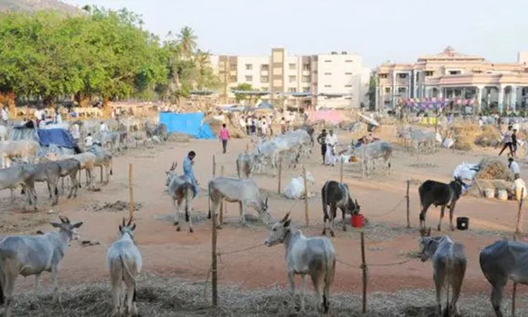 ಚರಬಸವೇಶ್ವರ ಜಾತ್ರೆಯಲ್ಲಿ “ಜಾನುವಾರು’ ಸಂಭ್ರಮ