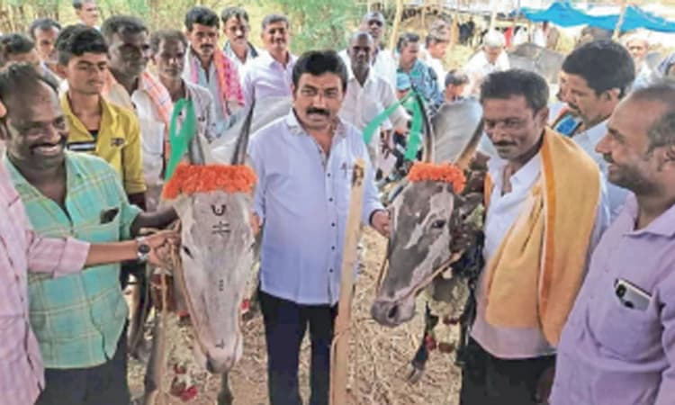 ಕಳೆಗುಂದಿದ ವಿದುರಾಶ್ವತ್ಥ ಎತ್ತುಗಳ ಜಾತ್ರೆಯಲ್ಲಿ ಸಂಭ್ರಮ