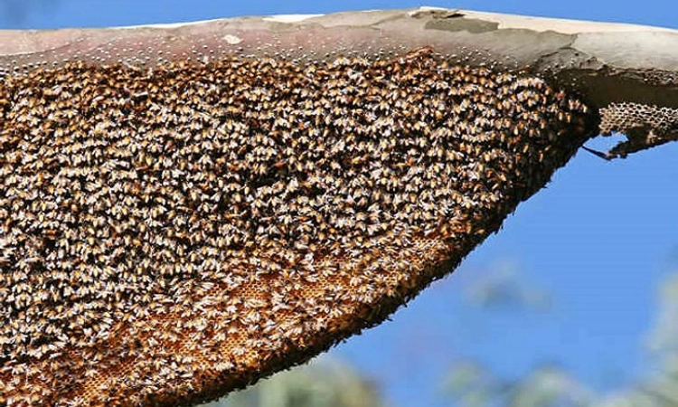 ಶಿರಸಿ: ಹೆಸ್ಕಾಂ ಸಿಬ್ಬಂದಿಗಳ ಮೇಲೆ ಜೇನು ನೊಣಗಳ ದಾಳಿ
