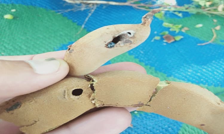 ಪತಂಗ ಕೀಟ ಕಾಟಕ್ಕೆ ಮುಪ್ಪಾದ ಹುಣಸೆ