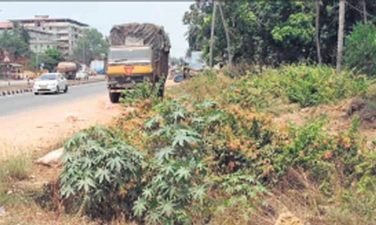 ಮಳೆ ನೀರು ಹರಿಯುವ ಚರಂಡಿ ಮಣ್ಣು ಪಾಲು!