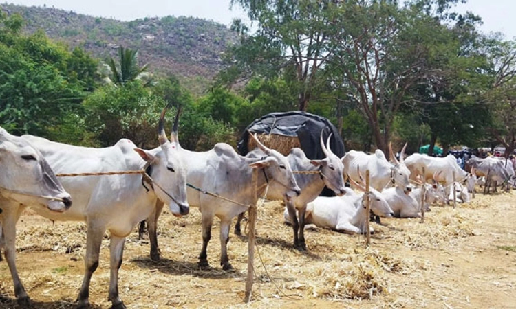 ಎತ್ತುಗಳ ಜಾತ್ರೆಗೆ ರೈತರಿಂದ ಉತ್ತಮ ಸ್ಪಂದನೆ