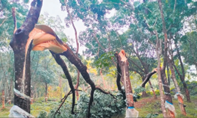 ಭಾರೀ ಗಾಳಿ ಮಳೆ: ಕೃಷಿ, ಮೆಸ್ಕಾಂಗೆ ಅಪಾರ ಹಾನಿ