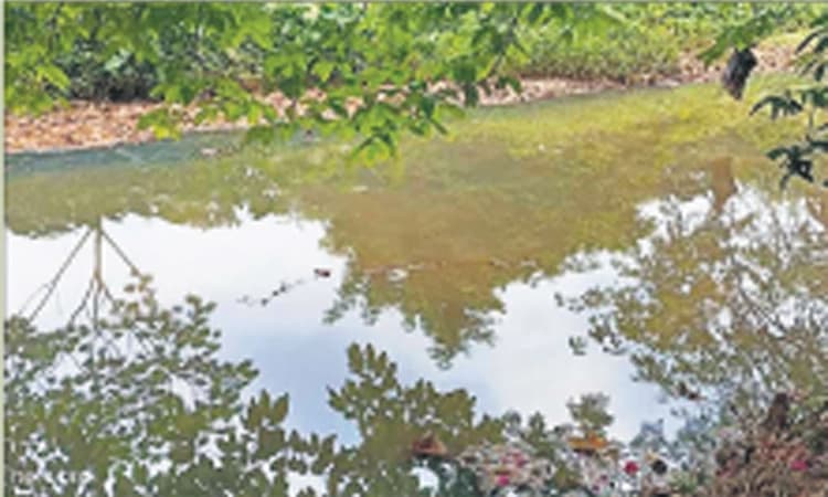 ಪುತ್ತೂರು: ರಾಜ ಕಾಲುವೆ ಗಬ್ಬೆದ್ದರೂ ತ್ಯಾಜ್ಯಮುಕ್ತ ನಗರ ರ್‍ಯಾಂಕಿಂಗ್‌ ಕನಸು !