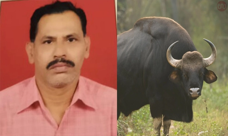 ಕಾಡುಕೋಣ ತಿವಿದು ಗಂಭೀರ ಗಾಯ! ಮಣಿಪಾಲ್ ಆಸ್ಪತ್ರೆಗೆ ದಾಖಲು