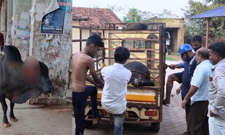 ಕೊಂಬು ಮುರಿದು ಗಾಯಗೊಂಡಿದ್ದ ಹೋರಿ ರಕ್ಷಣೆ