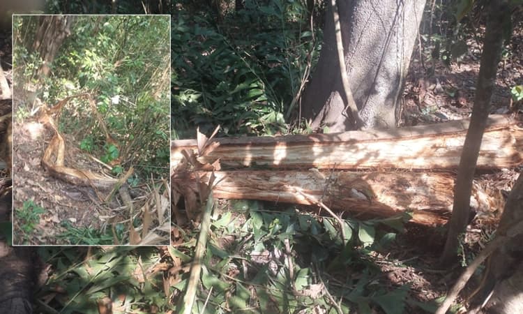 Koppa ತಾಲೂಕಿನ ಅತ್ತಿಕುಡಿಗೆ ಗ್ರಾಮದಲ್ಲಿ ಕಾಡಾನೆ ಹೆಜ್ಜೆ ಗುರುತು: ಭಯಭೀತರಾದ ಗ್ರಾಮಸ್ಥರು!