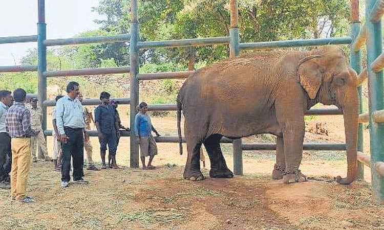 ತಾಯಿ ಆನೆ ಹೊಟ್ಟೆಯೊಳಗೆ ಮರಿ ಸಾವು