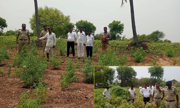 ಹೊಲದಲ್ಲಿ ಬೆಳೆಗಳ ಮಧ್ಯೆ ಬೆಳೆದಿದ್ದ 1.80 ಲಕ್ಷ ಮೌಲ್ಯದ ಹಸಿ ಗಾಂಜಾ ವಶಕ್ಕೆ