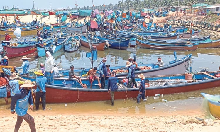 Gangolli -Maravanthe; ಮೀನುಗಾರರಿಗೆ ಬೂತಾಯಿ ಸುಗ್ಗಿ