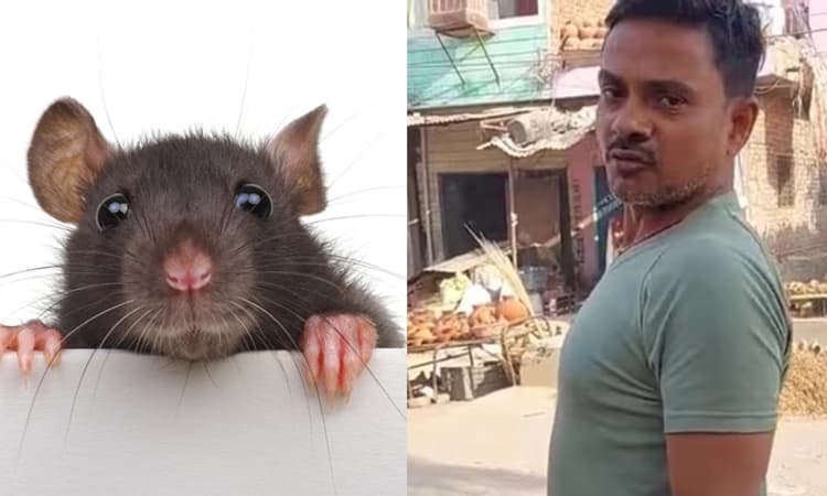 All about a rat: ಇಲಿಯನ್ನು ಕೊಂದ ಆರೋಪಿ ವಿರುದ್ಧ 30 ಪುಟಗಳ ಚಾರ್ಜ್‌ಶೀಟ್‌!
