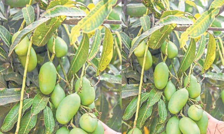 ಅಪ್ಪೆ ಮಿಡಿ ಮಾವು ಮೇಳ ಆಯೋಜನೆ