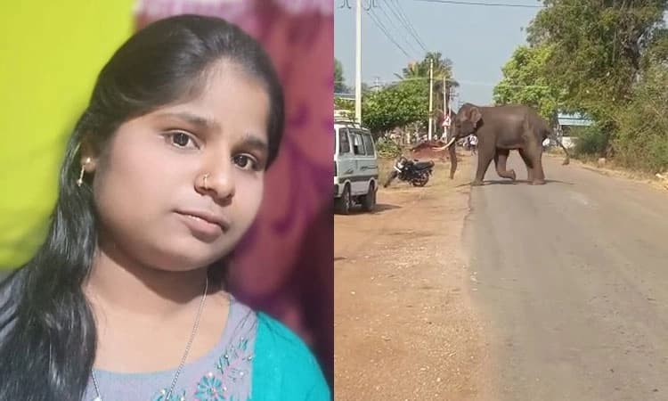 ಚನ್ನಗಿರಿ: ಕಾಡಾನೆ ದಾಳಿಗೆ ಯುವತಿ ಬಲಿ