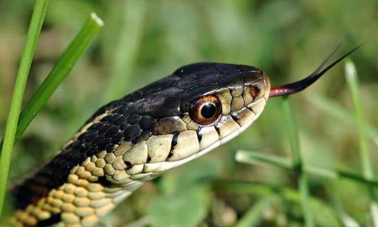  Bizarre: ಮಲವಿಸರ್ಜನೆ ವೇಳೆ ಖಾಸಗಿ ಅಂಗದ ಮೂಲಕ ದೇಹದೊಳಗೆ ಹಾವು ಪ್ರವೇಶಿಸಿದೆ ಎಂದ ವ್ಯಕ್ತಿ