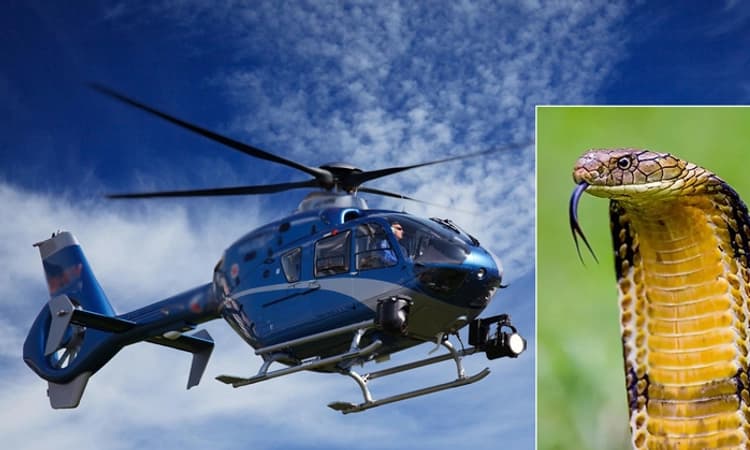 Snake on plane:ಆಕಾಶದಲ್ಲಿ ಹಾರಾಡುತ್ತಿದ್ದ ಹೆಲಿಕ್ಯಾಪ್ಟರ್ ನೊಳಗೆ ಕಾಳಿಂಗ ಸರ್ಪ ದರ್ಶನ!