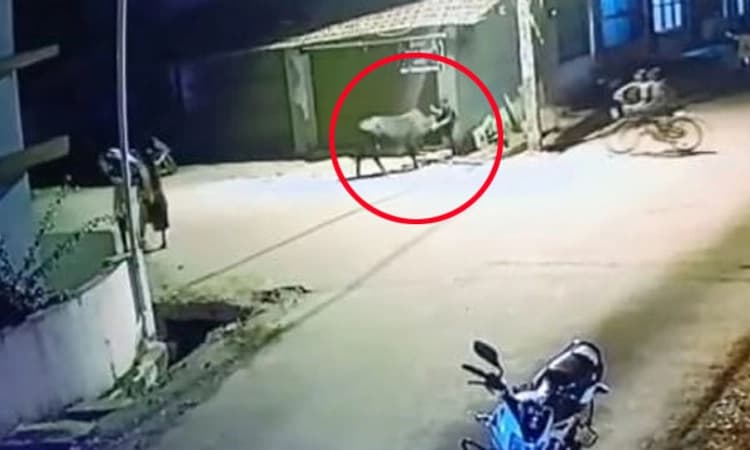 ಸಾಗರ: ಅಪ್ರಚೋದಿತ ಗೂಳಿ ದಾಳಿ; ಅದೃಷ್ಟವಶಾತ್ ಪುಟ್ಟ ಬಾಲಕ ಪಾರು