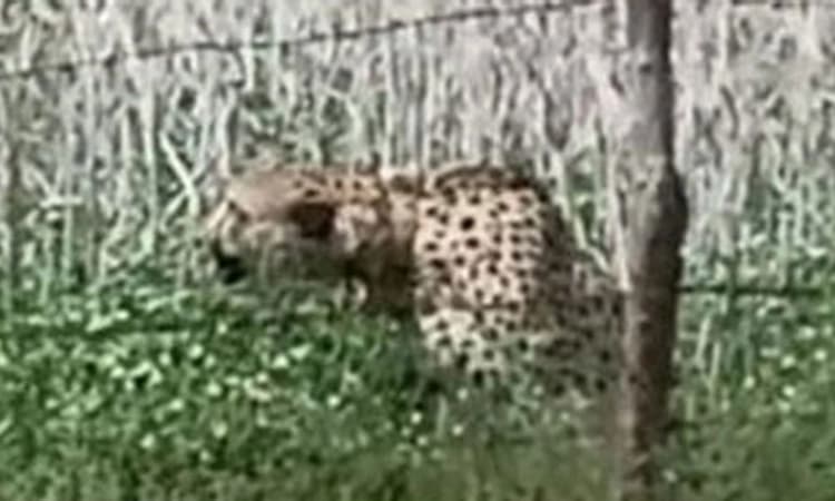 ಕುನೋ ಉದ್ಯಾನವನದಿಂದ ಸಮೀಪದ ಗ್ರಾಮ ಪ್ರವೇಶಿಸಿದ ಚೀತಾ!; ವಿಡಿಯೋ