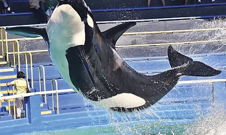 ಸೀಕ್ವೇರಿಯಂನಲ್ಲಿ 50 ವರ್ಷ ಬಂಧಿಯಾಗಿದ್ದ ಲೋಲಿಟ ಇನ್ನು ಬಂಧ ಮುಕ್ತ…!