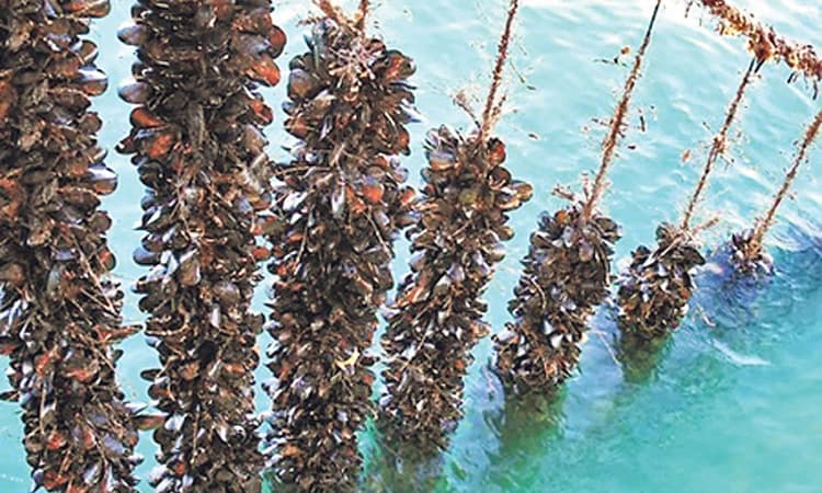 ಕಡಲಚಿಪ್ಪು ಉತ್ಪಾದನೆಗೆ ಹೆಚ್ಚಿದ ಬೇಡಿಕೆ