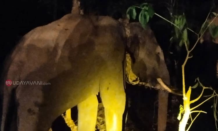 ಕಾಡಾನೆಯ ಹನಿಟ್ರ್ಯಾಪ್: ತೀರ್ಥಹಳ್ಳಿ ಪಟ್ಟಣಕ್ಕೆ ನುಗ್ಗಿದ್ದ ಕಾಡಾನೆಯ ಸೆರೆಯಾಗಿಸಿದ ಭಾನುಮತಿ