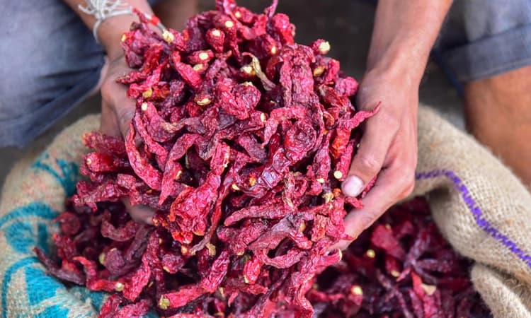 ಬ್ಯಾಡಗಿ ಮೆಣಸಿನಕಾಯಿ: ದಾಖಲೆ ಪ್ರಮಾಣದಲ್ಲಿ ಆವಕ