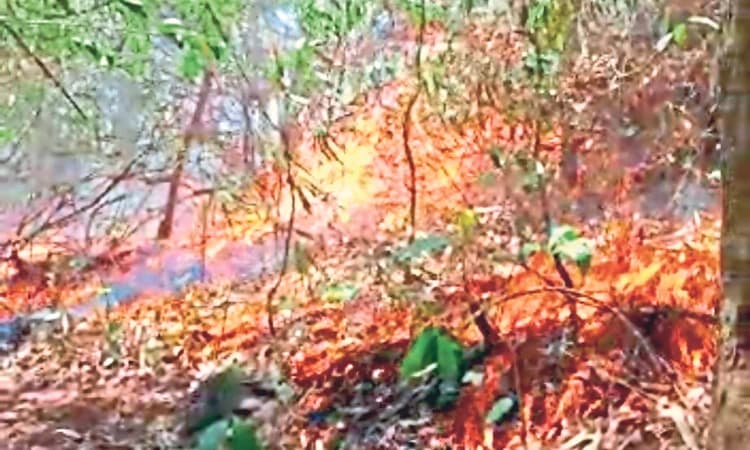 ಸುಬ್ರಹ್ಮಣ್ಯ: ಕಾಳ್ಗಿಚ್ಚು ನಿಯಂತ್ರಣಕ್ಕೆ ಹರಸಾಹಸ