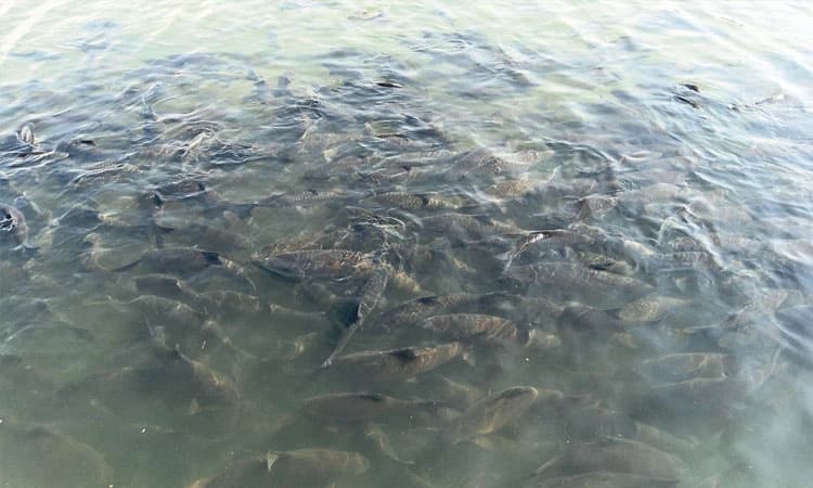 ರಾಮನಾಥಪುರದಲ್ಲಿ ಮತ್ಸ್ಯ ಸಂಕುಲಕ್ಕೆ ಕಂಟಕ