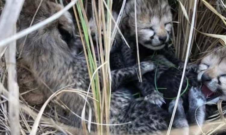 ಸಾಶಾ ಅಗಲುವಿಕೆಯ ಬೆನ್ನಲ್ಲೇ ನಾಲ್ಕು ಮರಿಗಳಿಗೆ ಜನ್ಮ ನೀಡಿದ ನಮೀಬಿಯಾದಿಂದ ತಂದ ಚೀತಾ