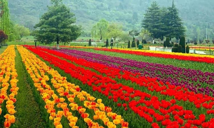 ಏಷ್ಯಾದ ಅತೀ ದೊಡ್ಡ ಟ್ಯೂಲಿಪ್ ಹೂಗಳ ಉದ್ಯಾನವನ; ಒಂದೇ ವಾರದಲ್ಲಿ 1 ಲಕ್ಷ ಪ್ರವಾಸಿಗರ ಭೇಟಿ