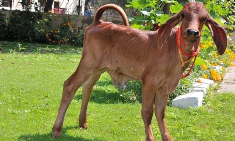 NDRI ಸಾಧನೆ: ಭಾರತದ ಮೊದಲ ತದ್ರೂಪಿ ಗೀರ್ ತಳಿಯ “ಕರುವಿನ” ಸೃಷ್ಟಿ…ಹೆಸರು ಗಂಗಾ…