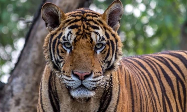 ಛತ್ತೀಸಗಢ; ಹುಲಿ ದಾಳಿಗೆ ಇಬ್ಬರು ಬಲಿ; ಒಬ್ಬರಿಗೆ ಗಾಯ