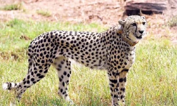ನಮೀಬಿಯಾದಿಂದ ತರಲಾಗಿದ್ದ ಚೀತಾ ಸಾಶಾ ಮೃತ್ಯು