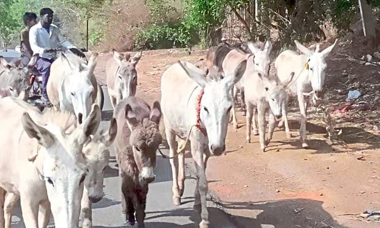 ವಿದರ್ಭದಿಂದ ಕರುನಾಡಿಗೆ ಗಾರ್ದಭ ಗುಳೆ; 6 ತಿಂಗಳಿಗೆ 5 ಲಕ್ಷ ರೂ. ದುಡಿಯುವ ತಂಡ