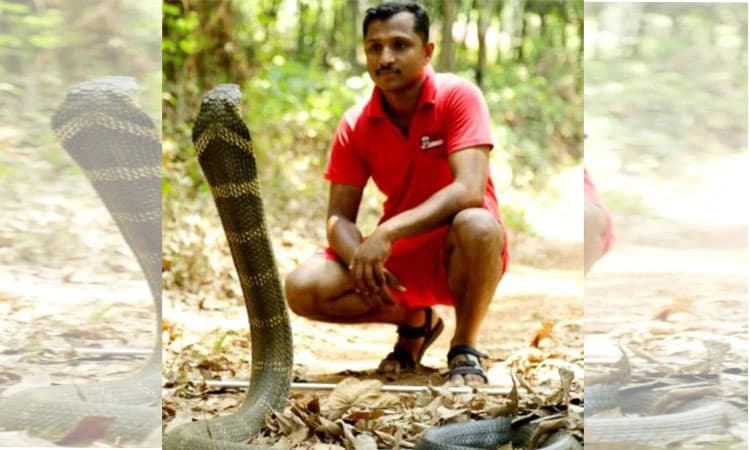 ಲಾೖಲ ಸ್ನೇಕ ಅಶೋಕ್‌ಗೆ ನಾಗರ ಹಾವು ಕಡಿತ: ಪ್ರಾಣಾಪಾಯದಿಂದ ಪಾರಾದ ಆಶೋಕ್‌