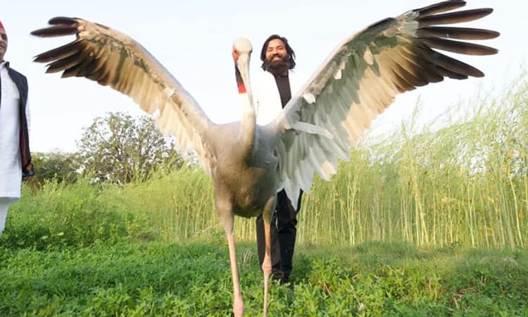 ಕೊಕ್ಕರೆಯನ್ನು ರಕ್ಷಿಸಿ ಸಾಕಿದ್ದ ಆರಿಫ್ ಖಾನ್ ಗೆ ಅರಣ್ಯ ಇಲಾಖೆ ನೋಟಿಸ್