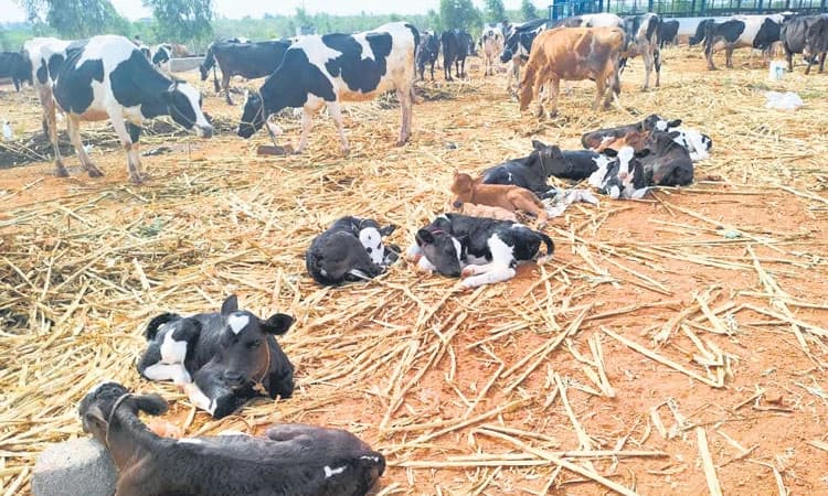 ಬಂಧಿಸಿರುವ ಮಹಾರಾಷ್ಟ್ರದ ಹಸುಕರುಗಳ ಬಿಡುಗಡೆ ಮಾಡಲು ಮನವಿ