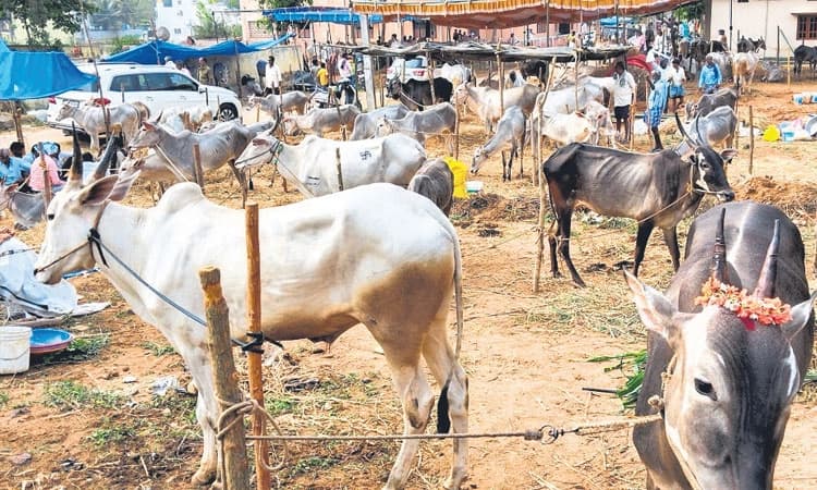 ನಿಷೇಧದ ನಡುವೆಯೂ ಭರ್ಜರಿ ದನಗಳ ಜಾತ್ರೆ