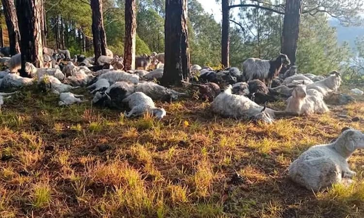 ಉತ್ತರಾಖಂಡ್:‌ ಸಿಡಿಲು ಬಡಿದು 350 ಕ್ಕೂ ಹೆಚ್ಚು ಕುರಿ, ಮೇಕೆಗಳು ಮೃತ್ಯು