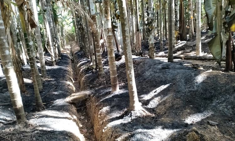 ವಿದ್ಯುತ್ ಶಾರ್ಟ್ ಸರ್ಕ್ಯೂಟ್: ಅರ್ಧ ಎಕರೆಗೂ ಅಧಿಕ ಅಡಿಕೆ ತೋಟ ಬೆಂಕಿಗಾಹುತಿ