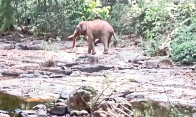 ಸುಬ್ರಹ್ಮಣ್ಯ: ಹೊಳೆ ಬದಿ ಕಾಡಾನೆ ಪ್ರತ್ಯಕ್ಷ; ಸಾರ್ವಜನಿಕರಲ್ಲಿ ಆತಂಕ