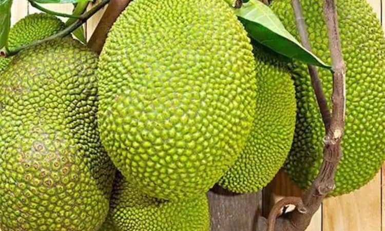 ಮೂಲರಪಟ್ನ ಮಸೀದಿ: ಬರೋಬ್ಬರಿ 4.33 ಲಕ್ಷ ರೂ.ಗೆ ಹಲಸು ಏಲಂ!