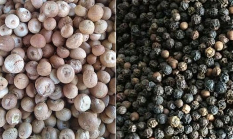 Vitla: ಅಡಿಕೆ, ಕರಿಮೆಣಸು ಕಳವು; ಪ್ರಕರಣ ದಾಖಲು
