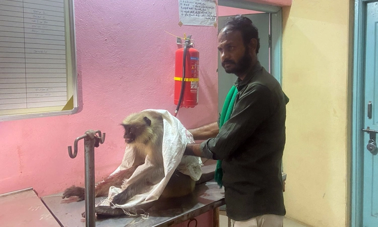 Humanity: ಕೈ ಮುರಿದುಕೊಂಡ ಕೋತಿಗೆ ಚಿಕಿತ್ಸೆ ಕೊಡಿಸಿ ಮಾನವೀಯತೆ ಮೆರೆದ ಸ್ಥಳೀಯರು