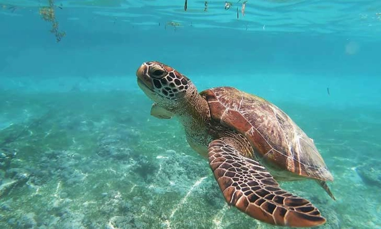 African Island: ಆಮೆ ಮಾಂಸ ತಿಂದು 8 ಮಕ್ಕಳು ಮೃತ್ಯು; 78 ಜನರ ಸ್ಥಿತಿ ಗಂಭೀರ