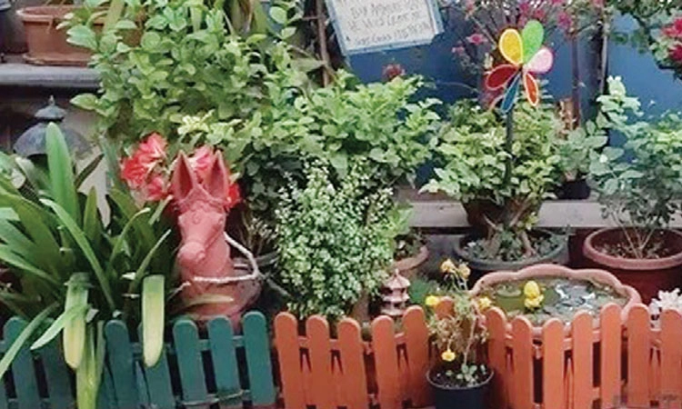 Bangalore: ಸೊರಗುತಿಹುದು ಮನೆಯ ಮಾಳಿಗೆ ಗಿಡಗಳು