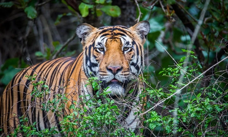 Tiger: ಮೇಲಿನ ಕುರುವಳ್ಳಿ ವ್ಯಾಪ್ತಿಯ ವಿಠಲನಗರ ಸಮೀಪ ಹುಲಿ ಪತ್ತೆ! ಬೆಚ್ಚಿ ಬಿದ್ದ ಸ್ಥಳೀಯರು